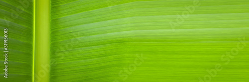 Banner size, banana leaf pattern texture background