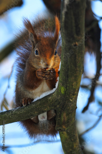 Cute red squirrel is sitting on a snow covered branch in winter an eating a nut, sciurus vulgaris