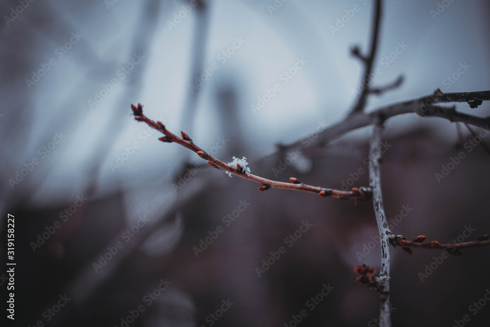 branch of a tree in winter branch of a tree in winter