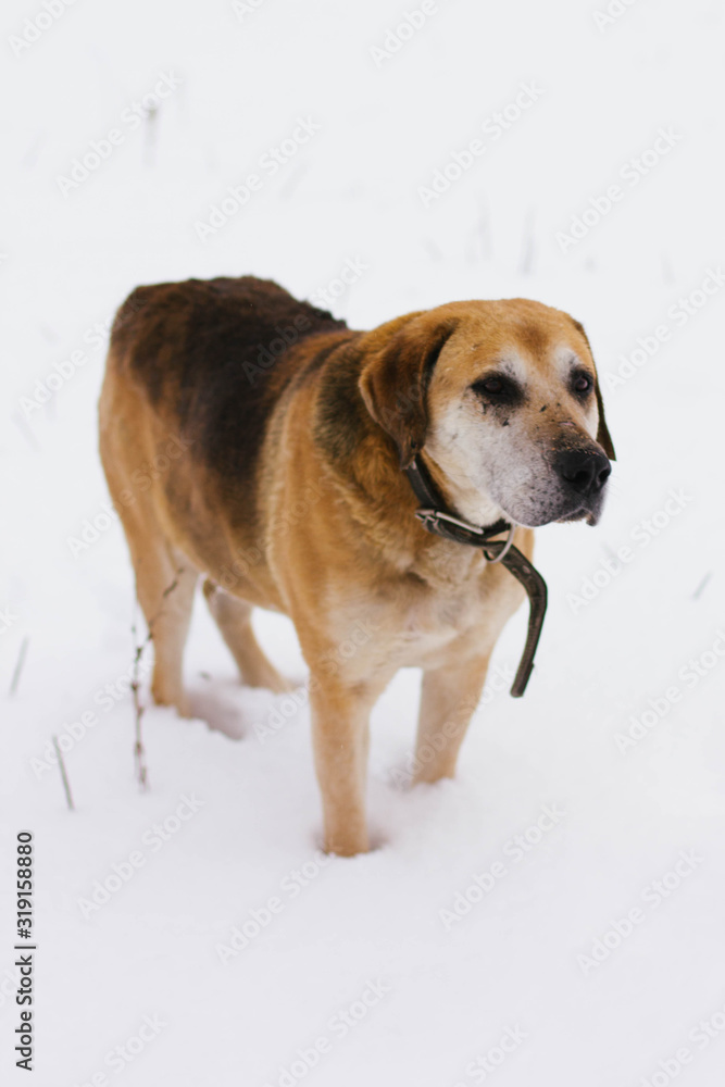 dog runs in the snow in winter