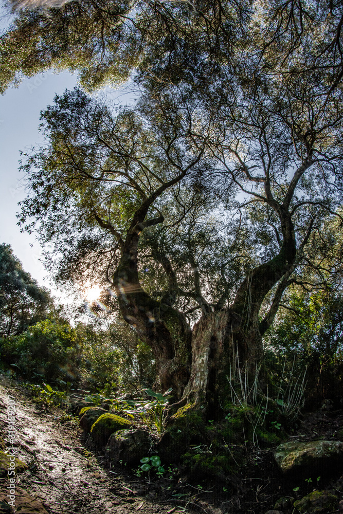 bosco, alberi, nuraghe, santa cristina bosco, alberi, nuraghe, santa cristina