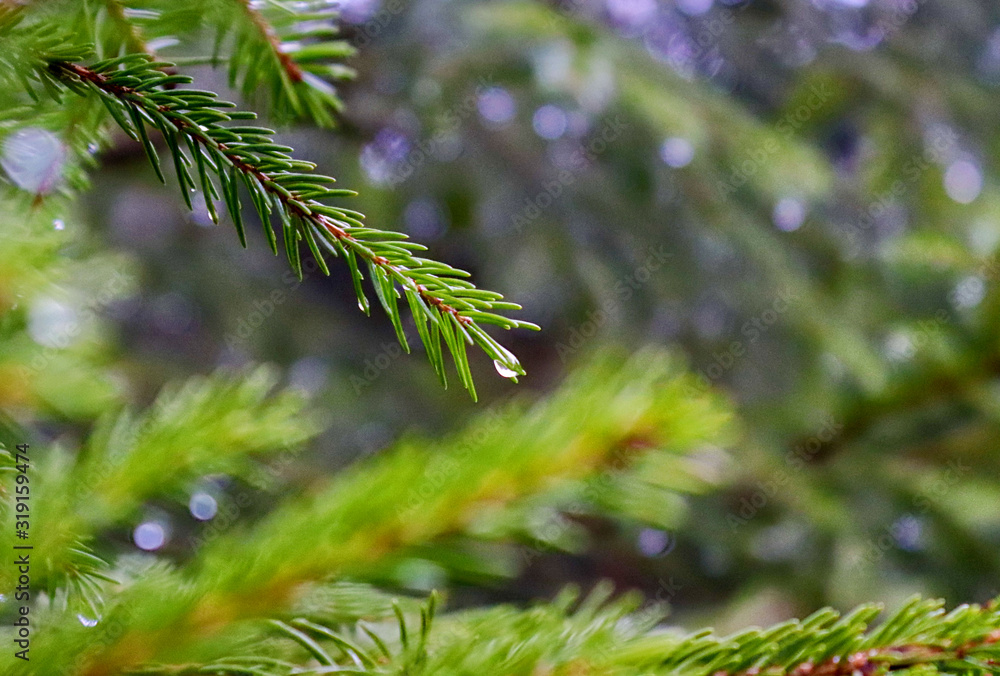 Nach dem Regen Nach dem Regen