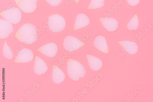 Fototapeta Naklejka Na Ścianę i Meble -  Blurred rose petals isolated on pink background.