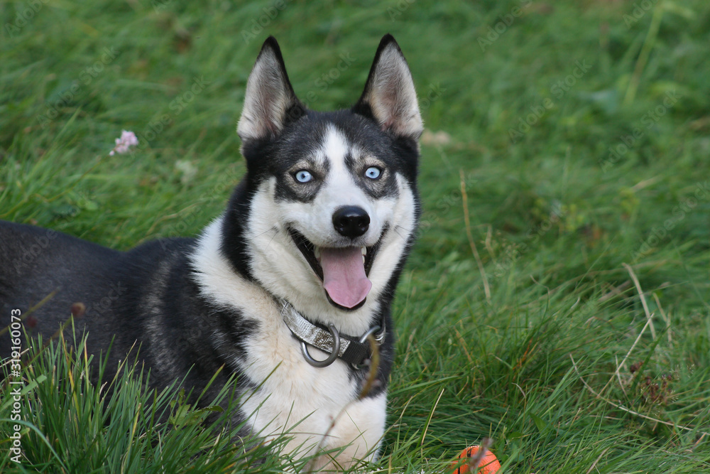 blau äugiger siberian husky im sommer blau äugiger siberian husky im sommer