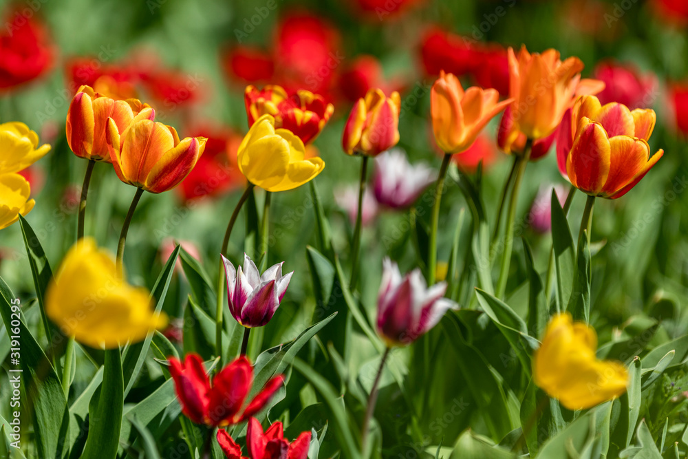 Beautiful colorful tulips with green leaf in the garden with blurred many flower as background of colorful blossom flower in the park