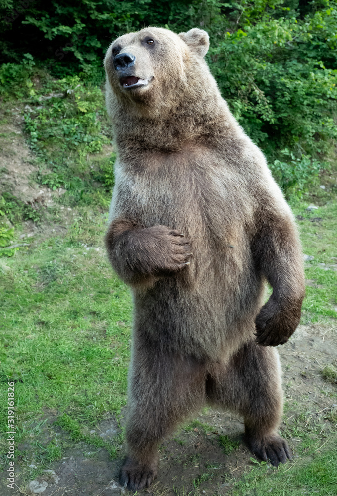 Fototapeta premium Brown bear stands in the background of the forest wildlife.