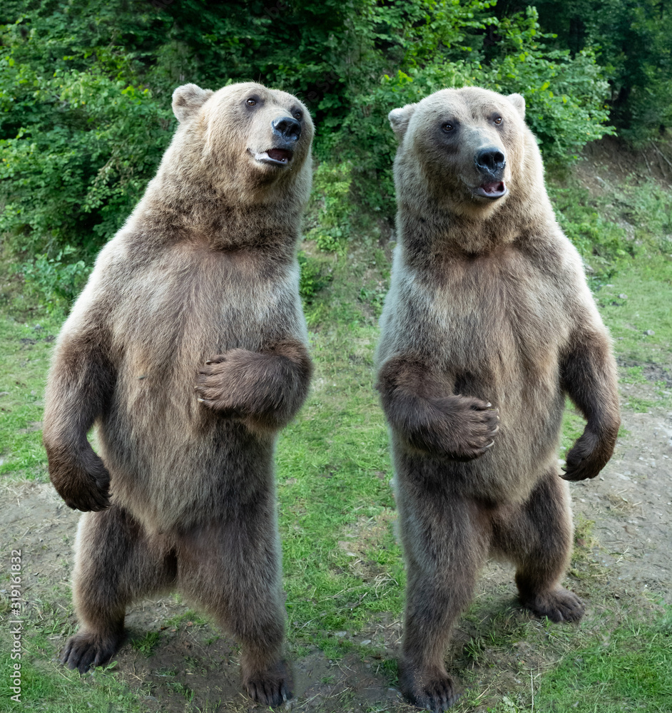 Obraz premium two Brown bear stands in the background of the forest wildlife.