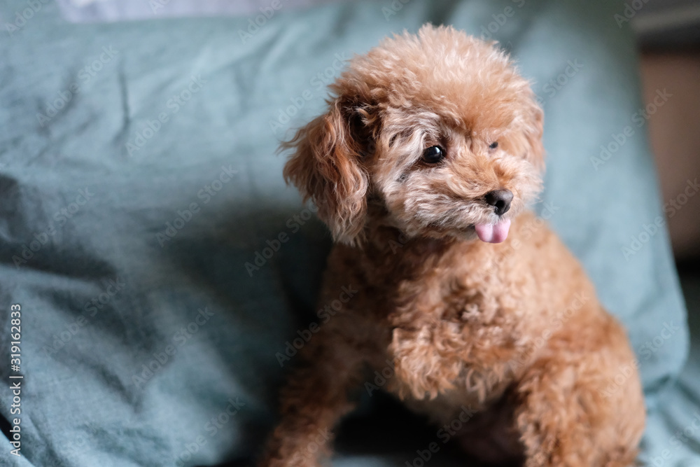 close up one playful poodle sticking tongue out. Blur green pillow background close up one playful poodle sticking tongue out. Blur green pillow background