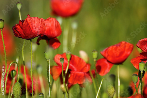 Papaver rhoeas   common poppy in wheat field