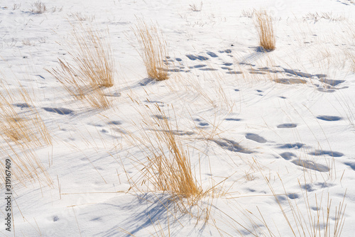 Yellow wizened grass growing in the white endless snow field. photo