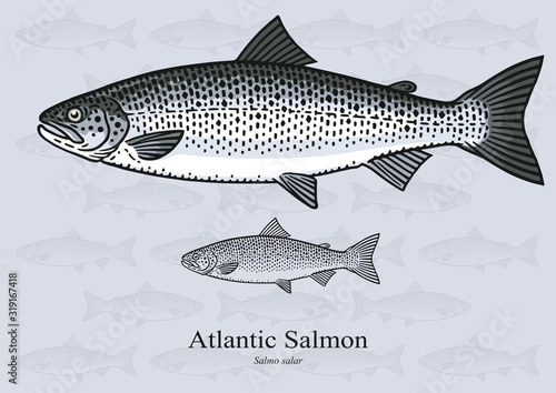Atlantic Salmon. Vector illustration with refined details and optimized stroke that allows the image to be used in small sizes (in packaging design, decoration, educational graphics, etc.)