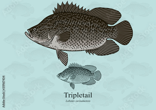 Atlantic Tripletail. Vector illustration with refined details and optimized stroke that allows the image to be used in small sizes (in packaging design, decoration, educational graphics, etc.)