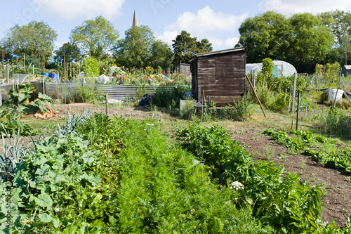 Fototapeta Allotments, community gardens