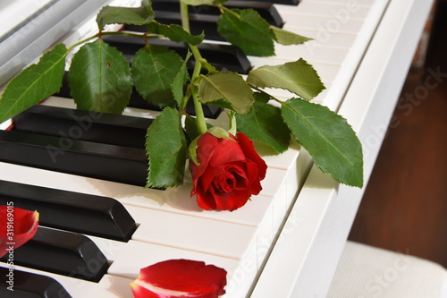 Red rose and white piano
