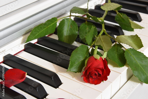 Red rose on piano keys