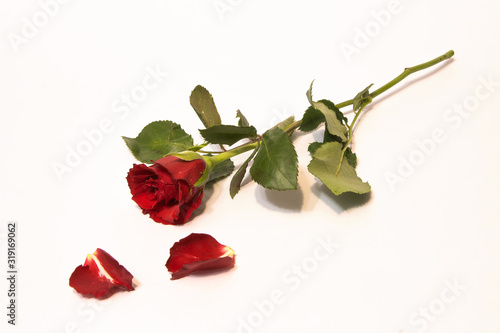 Red rose on white background