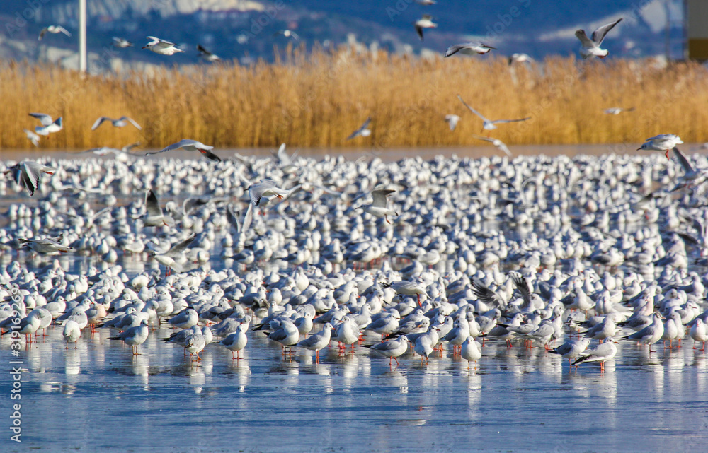 Millions of seagulls on the frozen lake on the background of reeds and Novorossiysk Bay