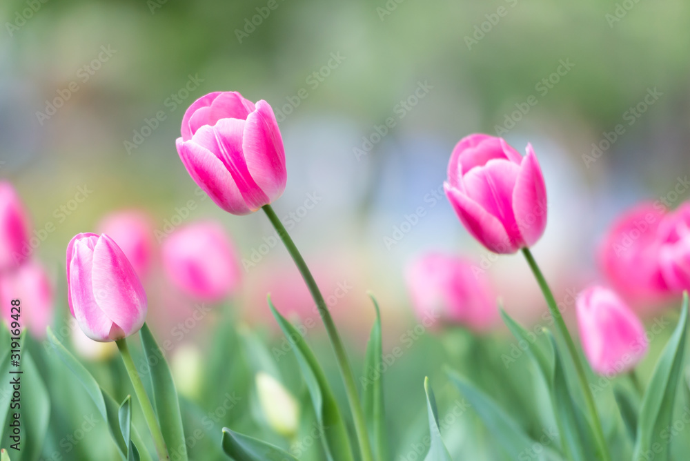 Gorgeous pink blooming French tulips in a flower bed on a blurry background Gorgeous pink blooming French tulips in a flower bed on a blurry background