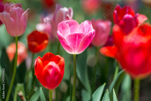 Fabulous blooming red and pink tulips in a flower bed on a blurry background