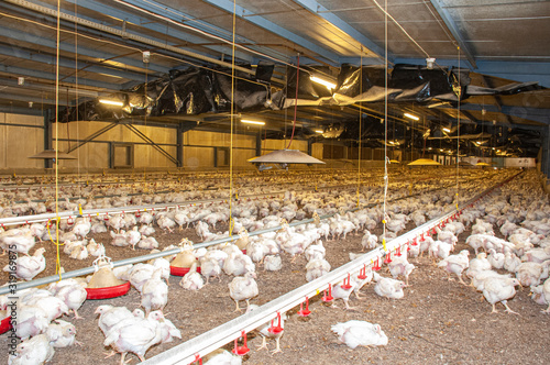chicken at a barn in a poultry farm
