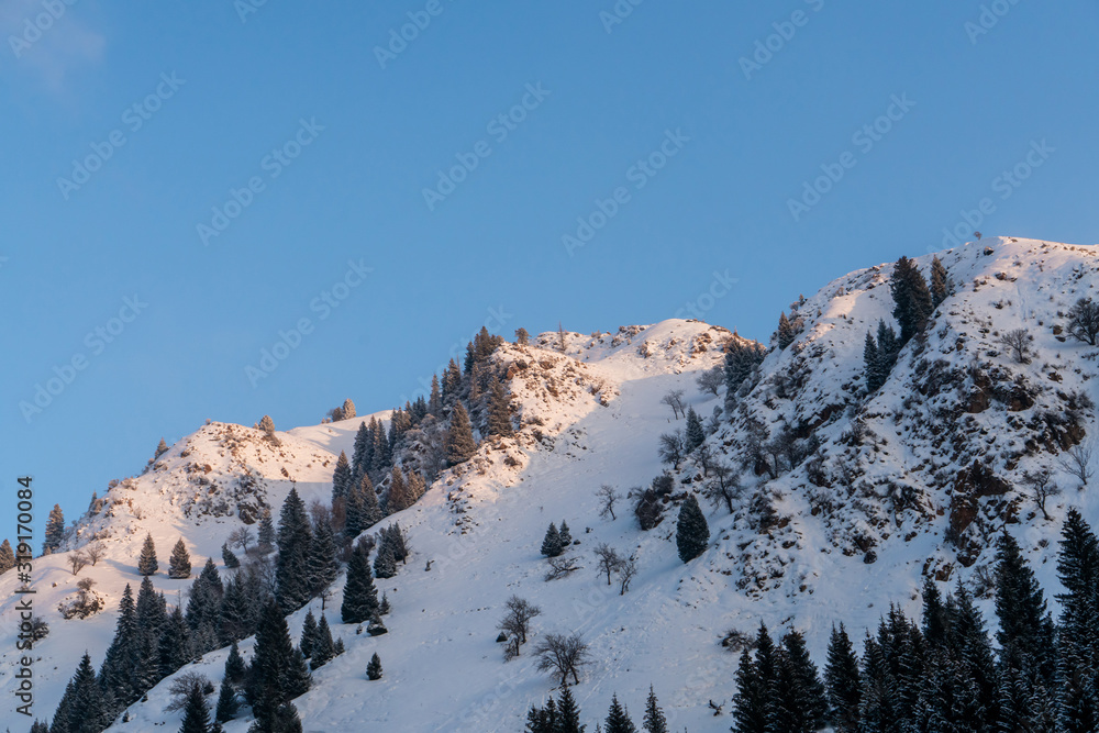 Evergreen pine trees growing on snow mountain located in Xinjiang China.