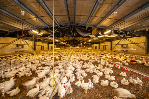chicken at a barn in a poultry farm