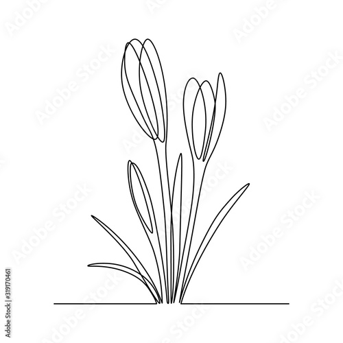 Group of spring crocus flowers in continuous line art drawing style. Black linear sketch on white background. Vector illustration