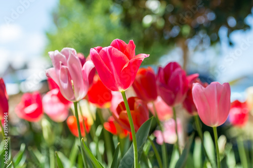 Fabulous blooming tulips in a flower bed on a blurry background