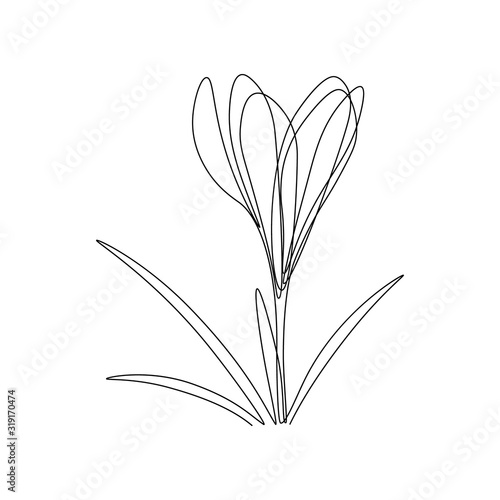 Spring crocus flower in continuous line art drawing style. Black linear sketch on white background. Vector illustration