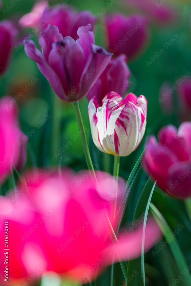 Obraz premium Gorgeous pink blooming French tulips in a flower bed on a blurry background