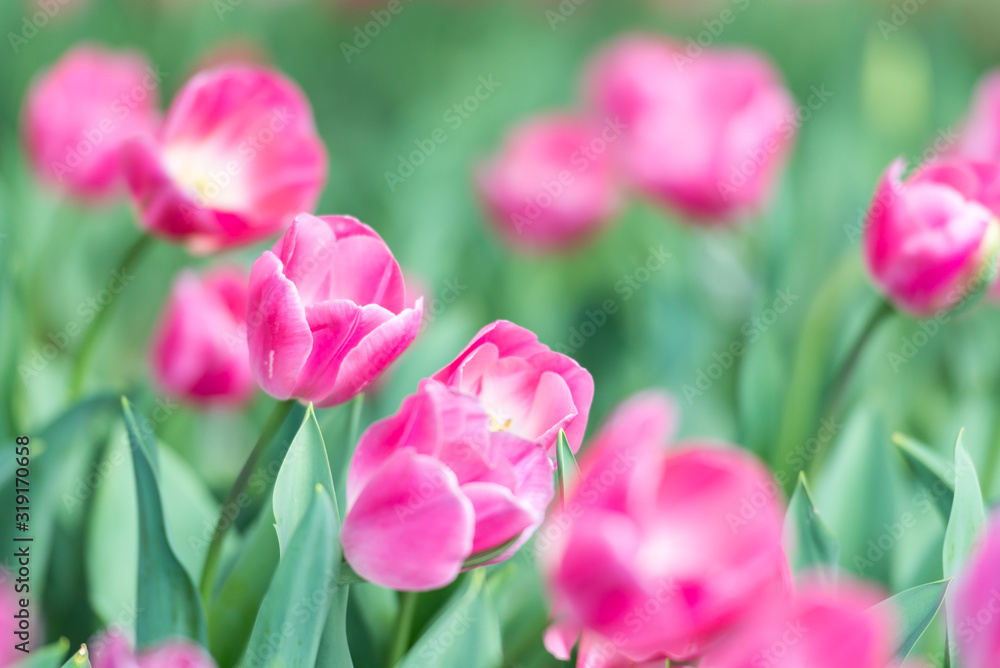 Gorgeous pink blooming French tulips in a flower bed on a blurry background Gorgeous pink blooming French tulips in a flower bed on a blurry background