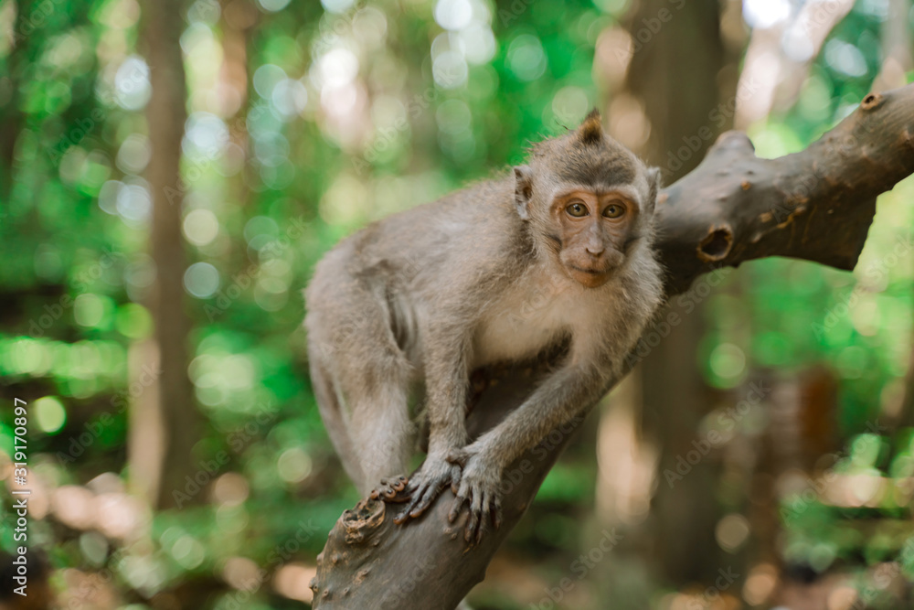 Naklejka premium A young Monkey sits on a branch in the Jungle and looks interested. Monkey forest in Ubud. Most visited place in Ubud