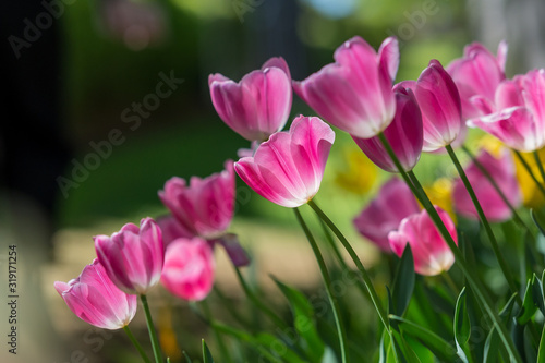 Gorgeous pink blooming French tulips in a flower bed on a blurry background