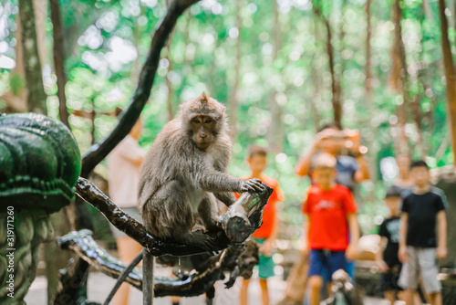 A wet Monkey sits on a branch near the fountain. Tourists take pictures of monkeys. Monkey forest in Ubud. Most visited place in Ubud
