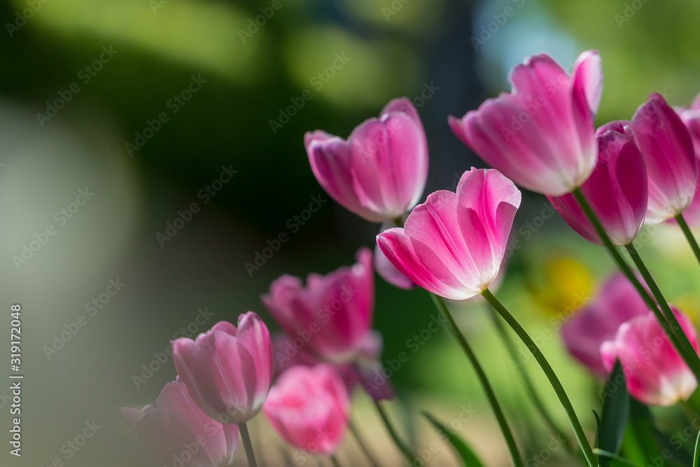 Gorgeous pink blooming French tulips in a flower bed on a blurry background