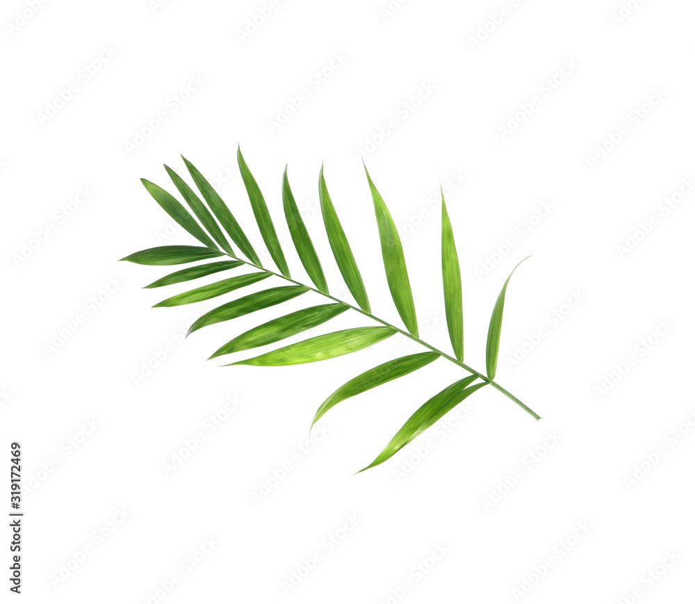 tropical nature green palm leaf isolated on white pattern background tropical nature green palm leaf isolated on white pattern background