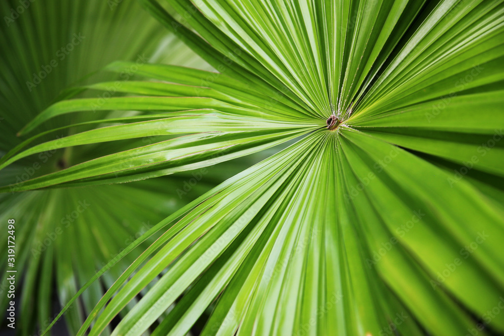 tropical nature green fan palm leaf on pattern background tropical nature green fan palm leaf on pattern background