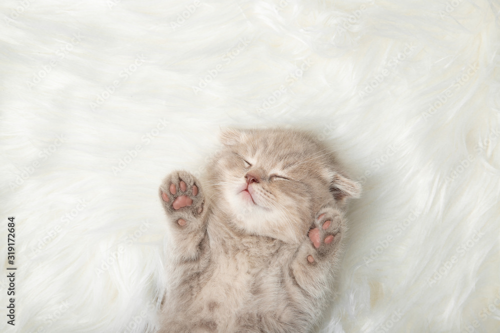 Red kitten sleeping on a white rug. Close-up - obrazy, fototapety, plakaty 