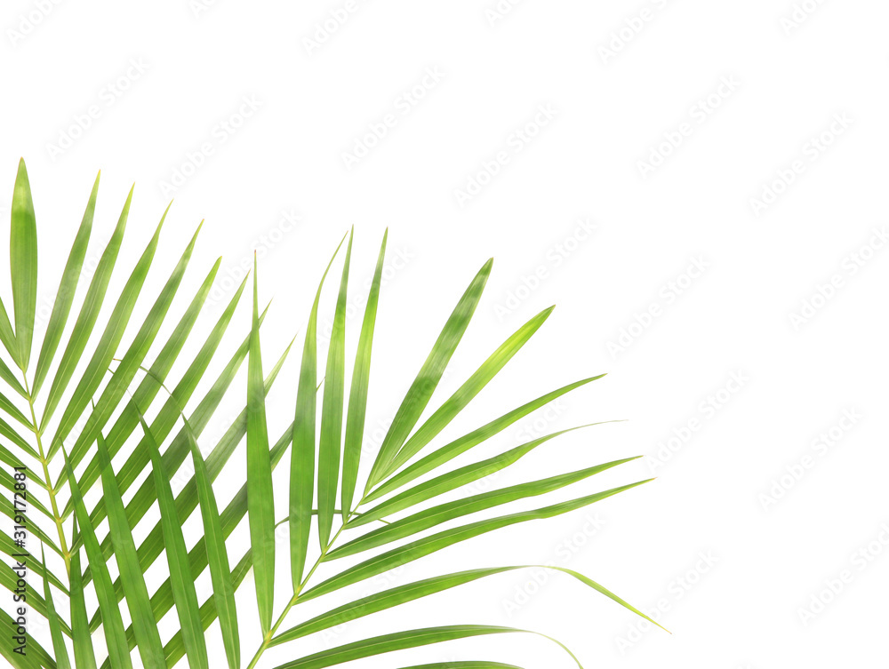 Fototapeta premium tropical nature green palm leaf isolated on white pattern background