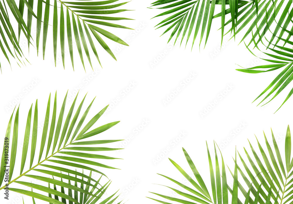 tropical nature green palm leaves isolated on white pattern background tropical nature green palm leaves isolated on white pattern background