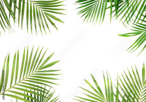 tropical nature green palm leaves isolated on white pattern background