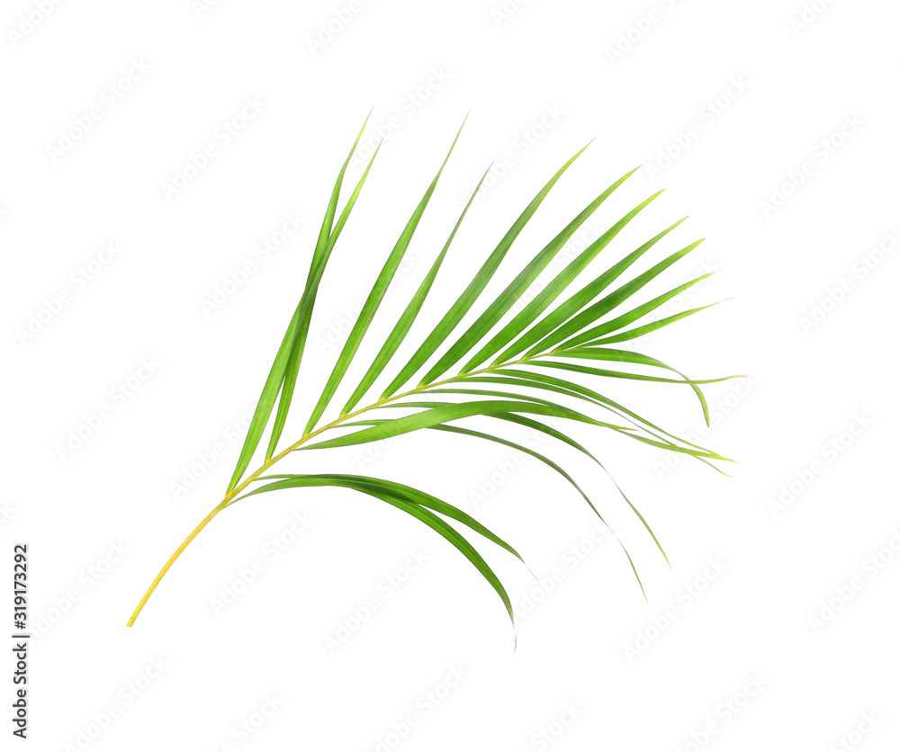 tropical nature green palm leaf isolated on white pattern background tropical nature green palm leaf isolated on white pattern background