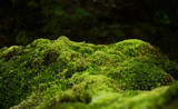 Beautiful green moss on the floor, moss closeup, macro. Beautiful background of moss for wallpaper