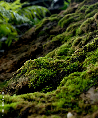 Beautiful green moss on the floor, moss closeup, macro. Beautiful background of moss for wallpaper. 