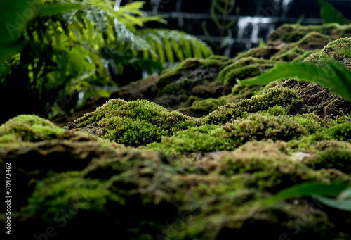 Beautiful green moss on the floor, moss closeup, macro. Beautiful background of moss for wallpaper. 