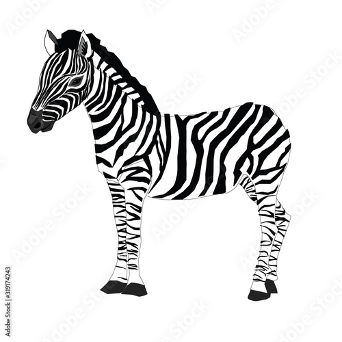 Zebra. Vector illustration of zebra. Isolated hand drawn animal