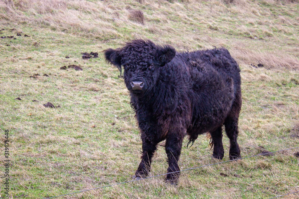 Young shaggy black bull grazing in a meadow at winter time in Denmark