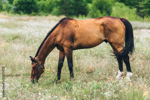 A beautiful brown horse grazes and eats grass in the field. Lonely stallion, animal in nature. Photography, concept. © shchus