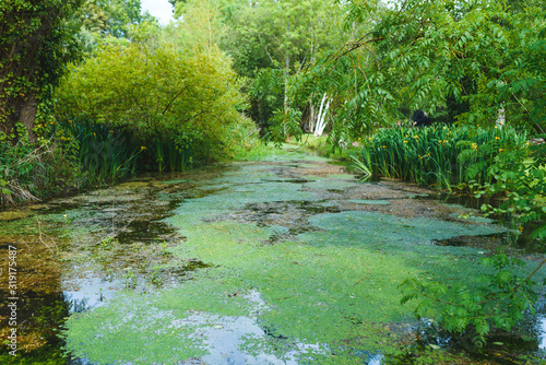 small lake with plants in park