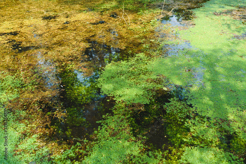 Fototapeta Naklejka Na Ścianę i Meble -  lake with green plants on surface